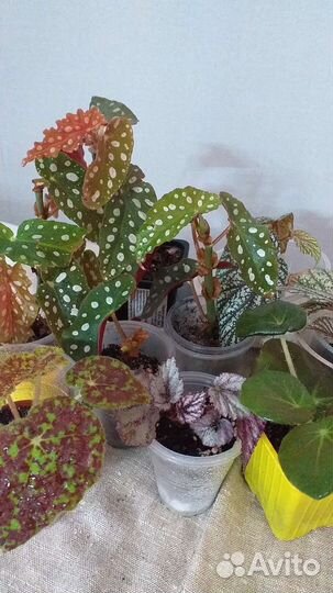 Комнатные растения