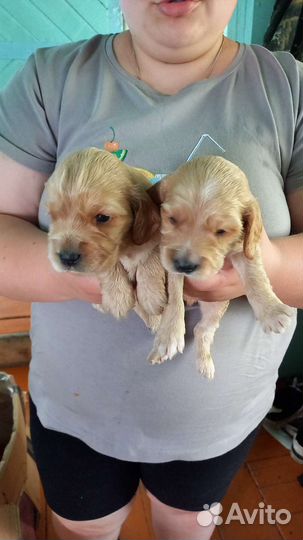 Русский спаниель