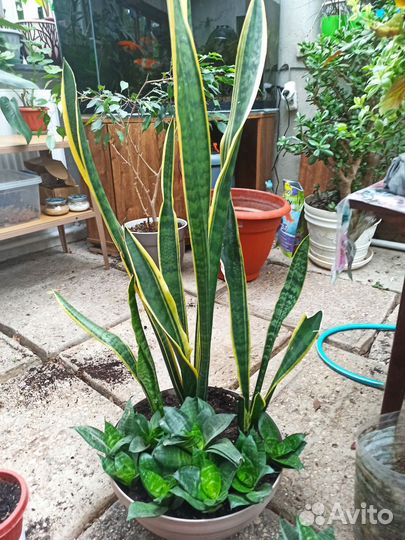 Сансевиерия