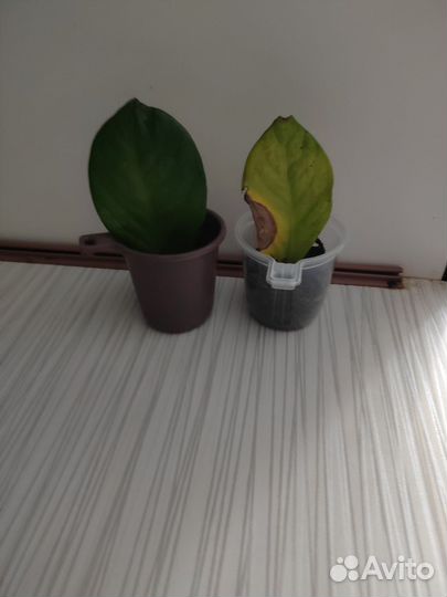 Спатифиллум, замиокулькас