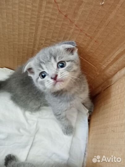 Шотландские вислоухие котята