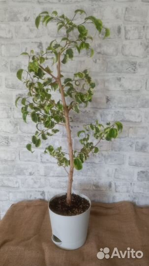 Фикус бенджамина Ирэн