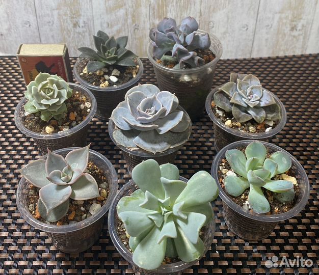 Детки суккулентов