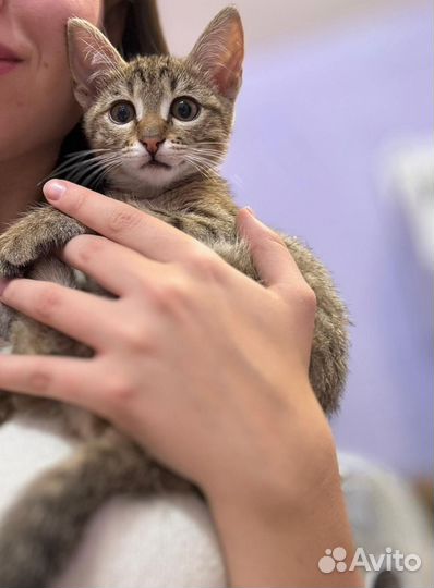 Кошка в дар