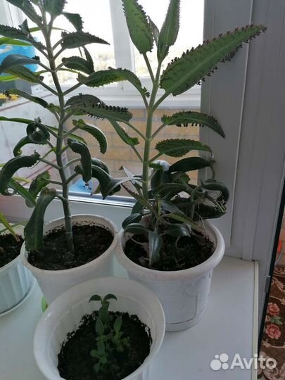 Комнатные цветы каланхоэ