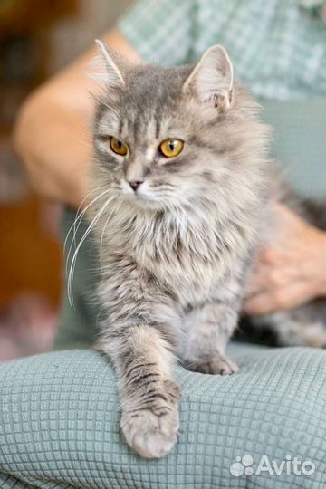 Кошка в дар