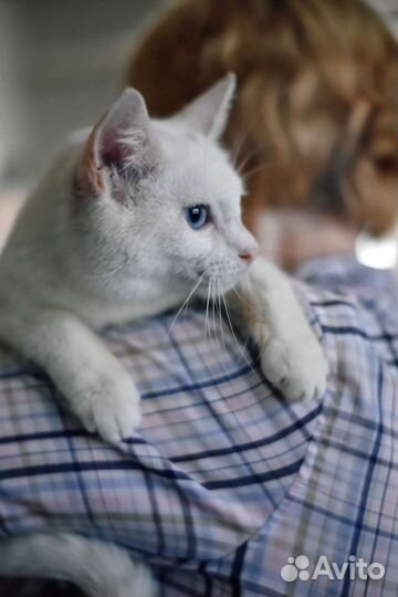 Белоснежная леди