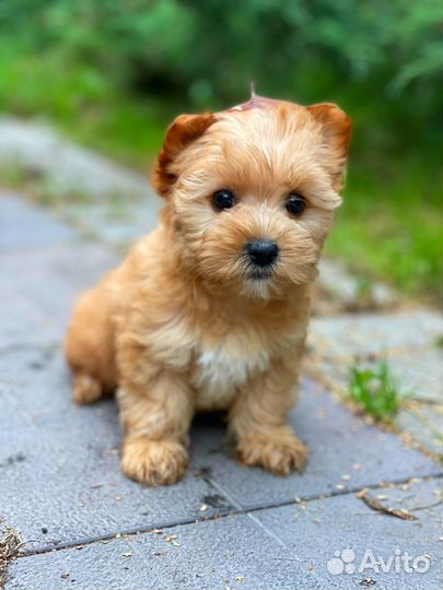 Биро, бивер, черный и шоколадный йорки