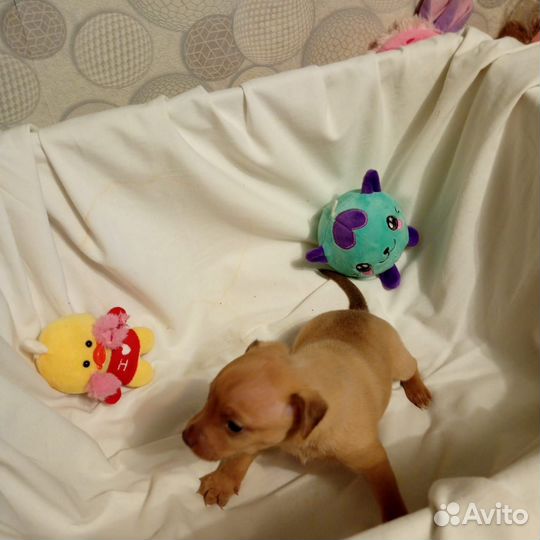 Той тейер щенки