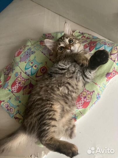 Котенок-девочка без задней лапки в добрые руки