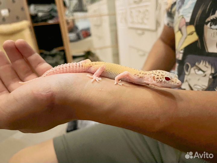 Эублефар самец