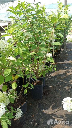 Гортензия зкс в горшках 5-7л