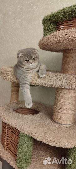 Шотландская кошечка