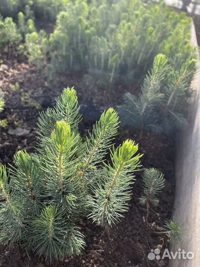 Голубая ель