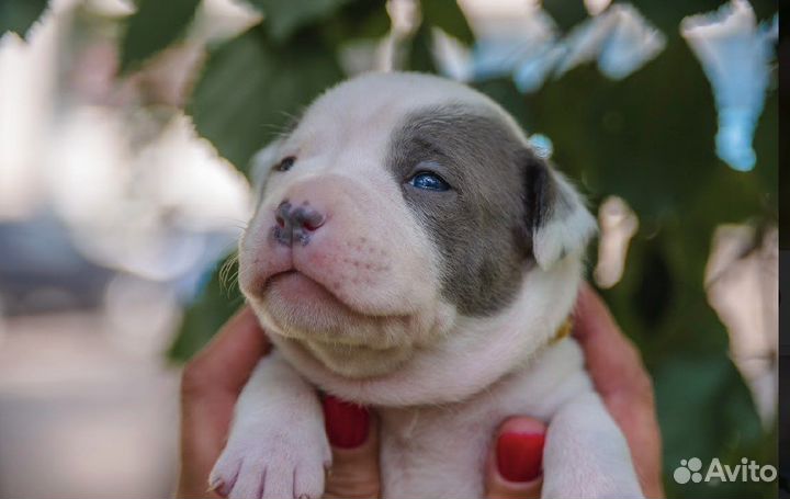 Щенки Амстаффа