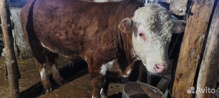 Быки на племя