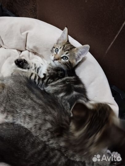 Котята (девочки)