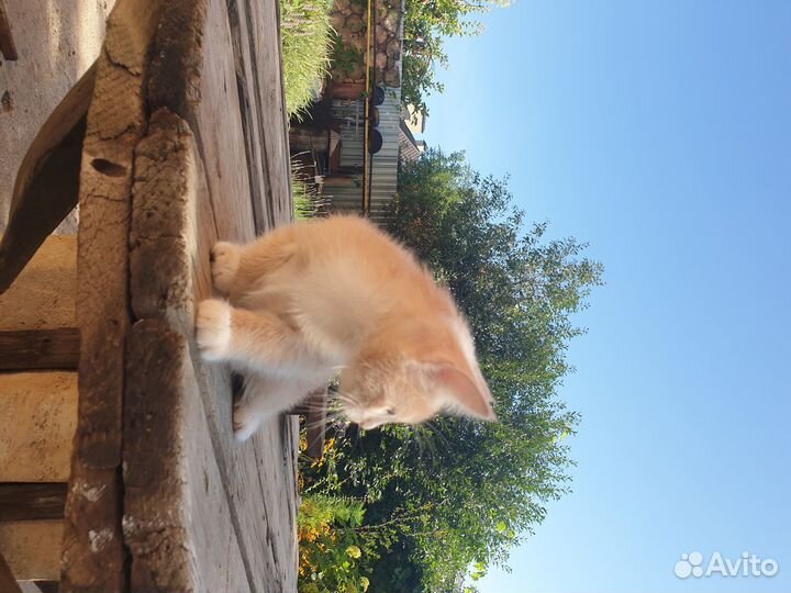 Котята рыжие бесплатно