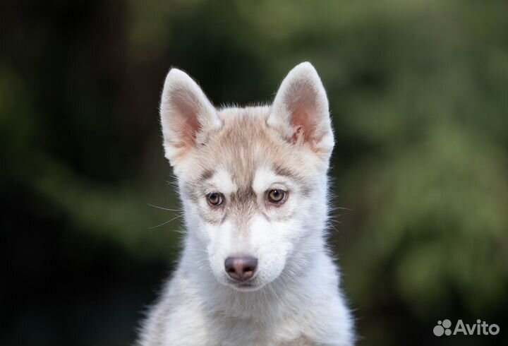 Породные щенки Сибирский хаски