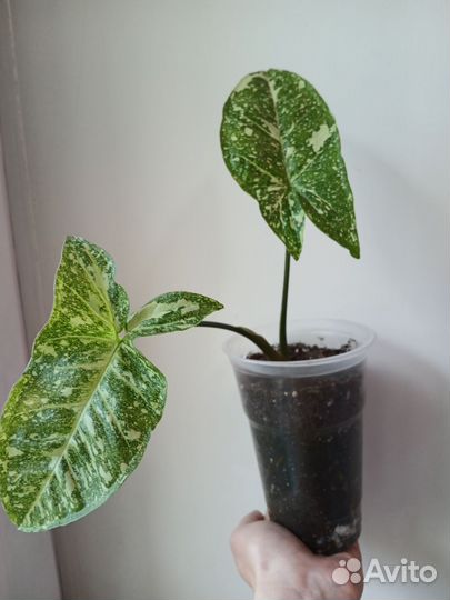 Сингониум Панда