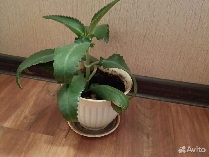 Каланхоэ лечебное