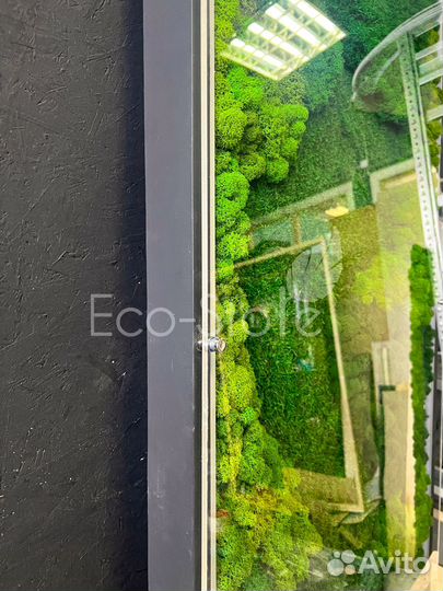 Фитостена из мха с подсветкой со стеклом