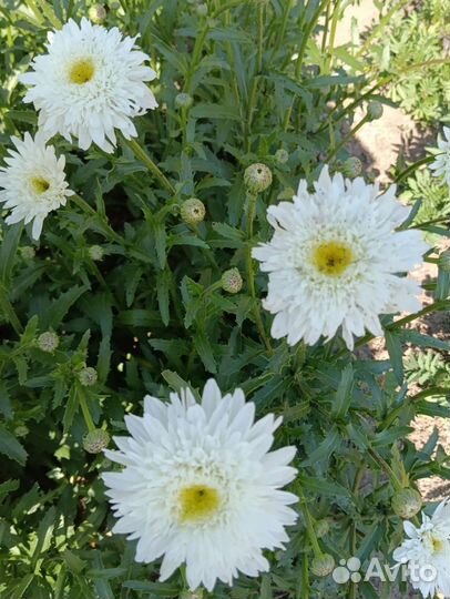 Ромашки фиона