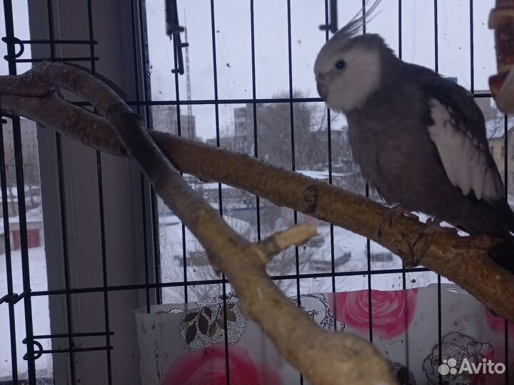 Попугай корелла мальчик