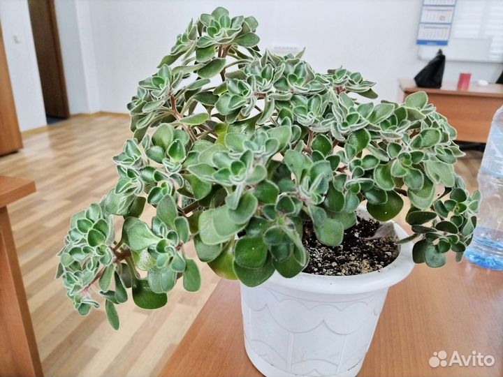 Аихризон дерево любви