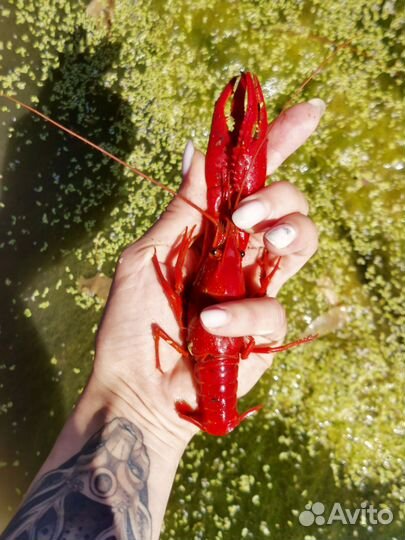 Флоридский рак