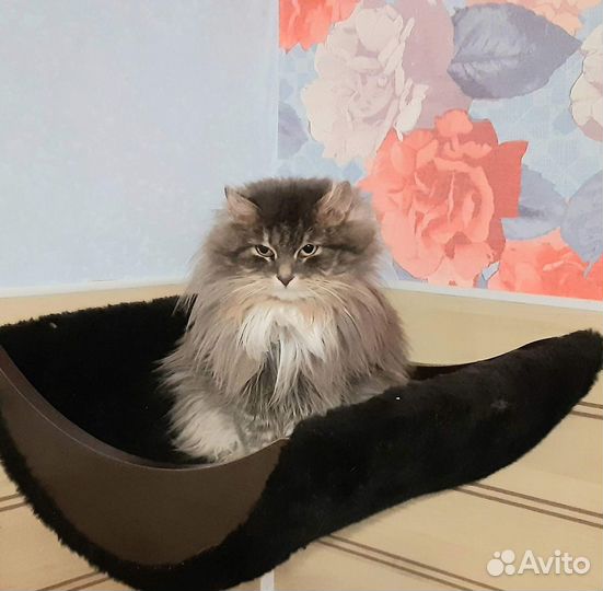 Милая кошечка Розана ищет дом