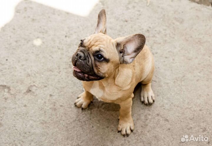 Французский бульдог мальчик РКФ