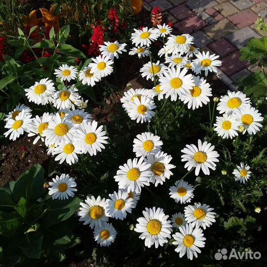 Рассада овощей, многолетних и однолетних цветов