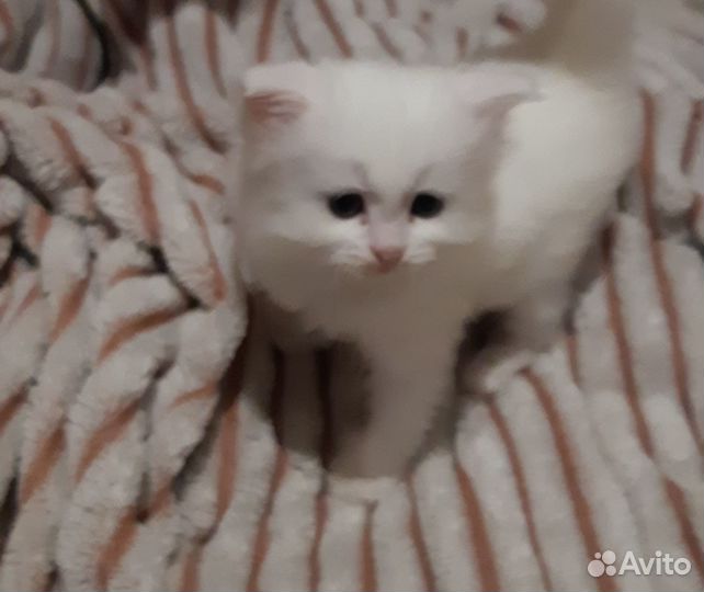 Персидская белоснежная