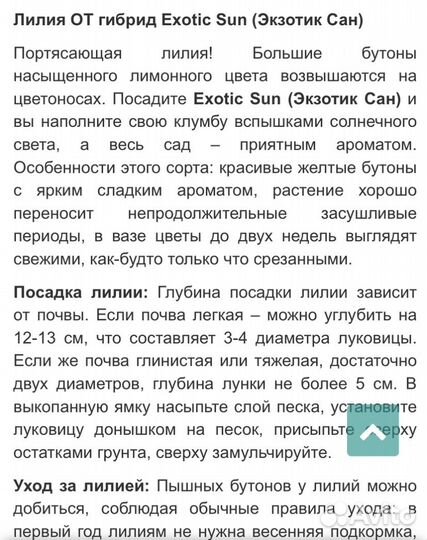 Лилии луковицы