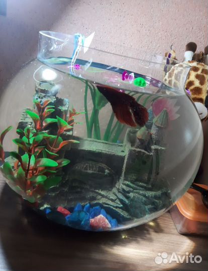 Аквариум
