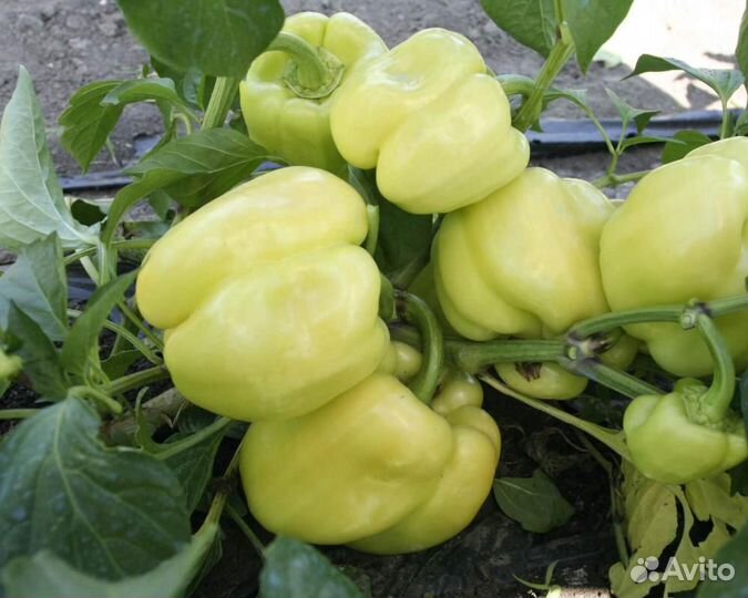 Семена Перца 