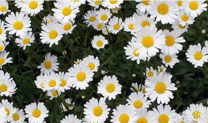 Многолетние цветы по 50р и по 100р