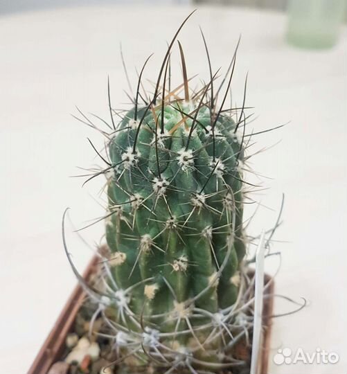 Кактусы редкие коллекционные