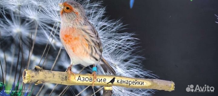 Канарейки