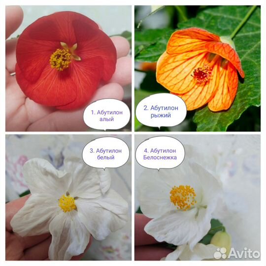 Абутилоны разные