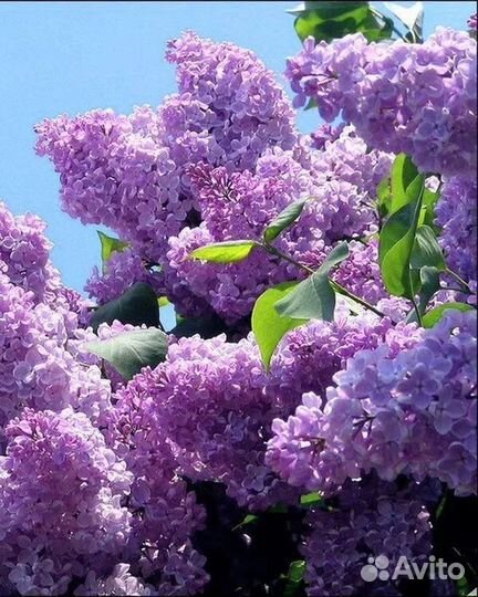 Сирень букеты и саженцы, махровая, с доставкой