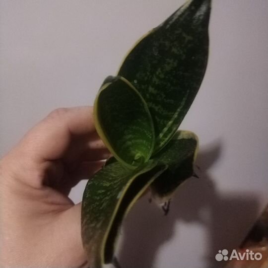 Сансевиерия сортовая