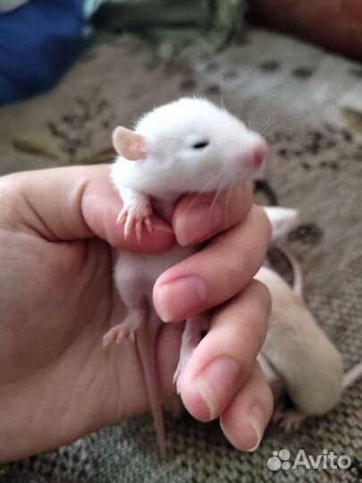 Крысята дамбо