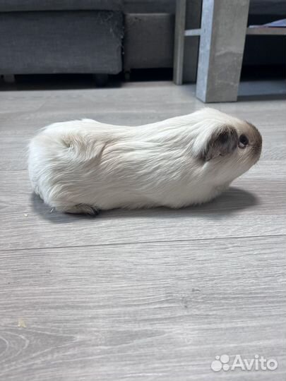 Самец Морской свинки для вязки