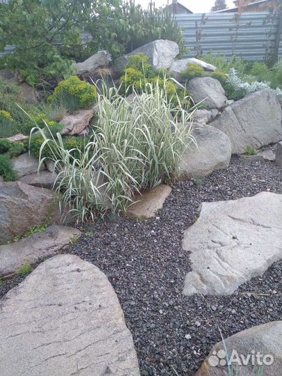 Многолетники для сада