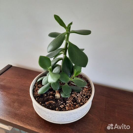 Толстянка крассула