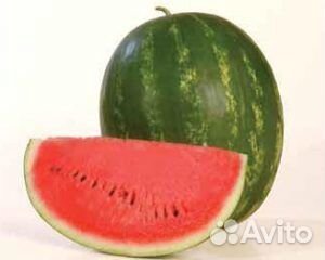 Семена арбуза Каристан F1 1000с Syngenta