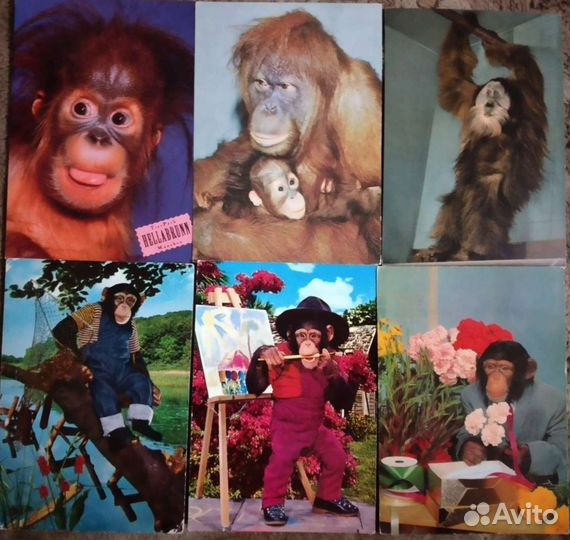 Открытки обезьяны