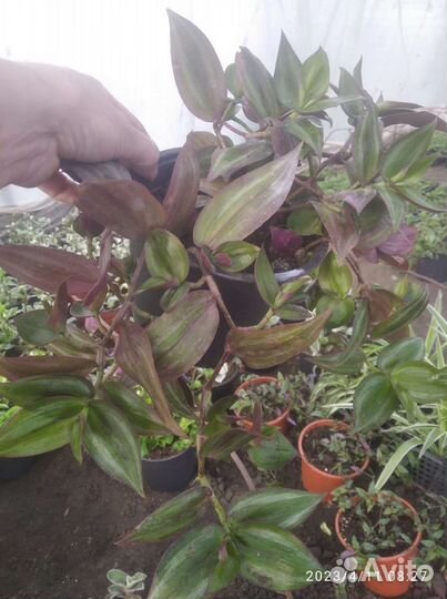 Традесканция